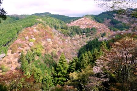 2011-4-吉野桜 019.jpg